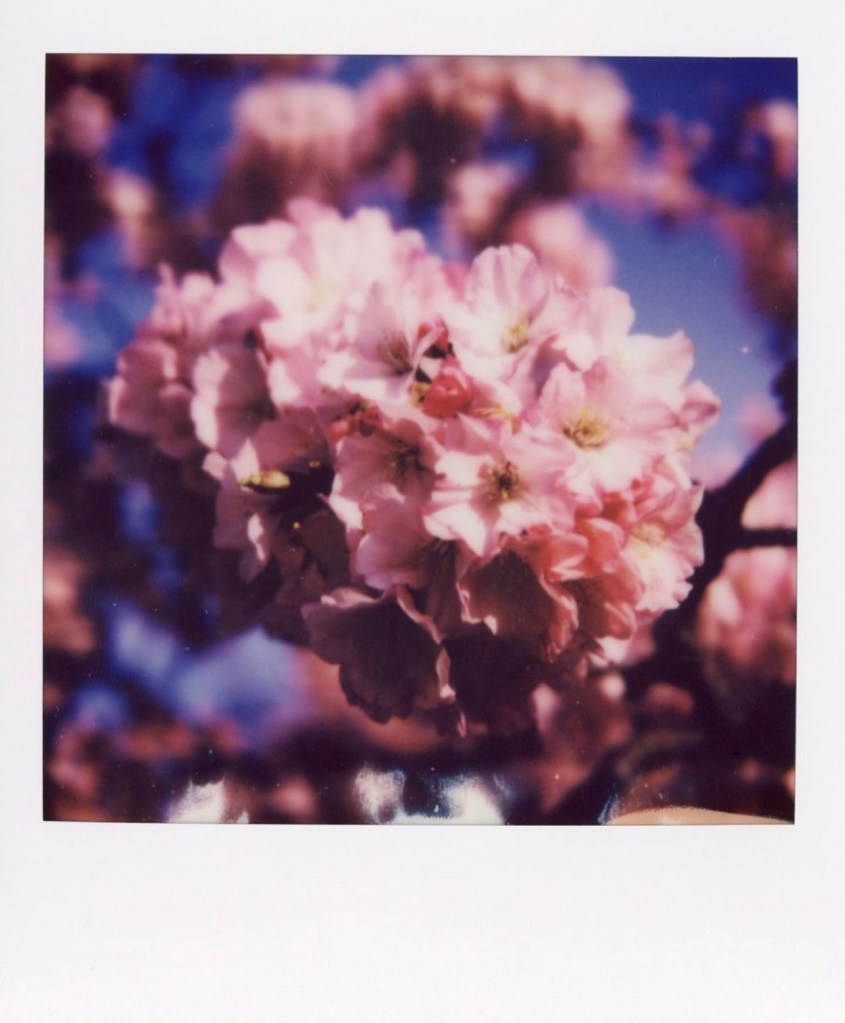 Cherry Blossoms on Polaroid
